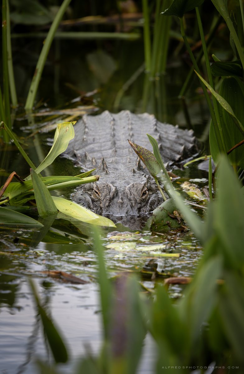 American Alligator, Florida, April 2026
