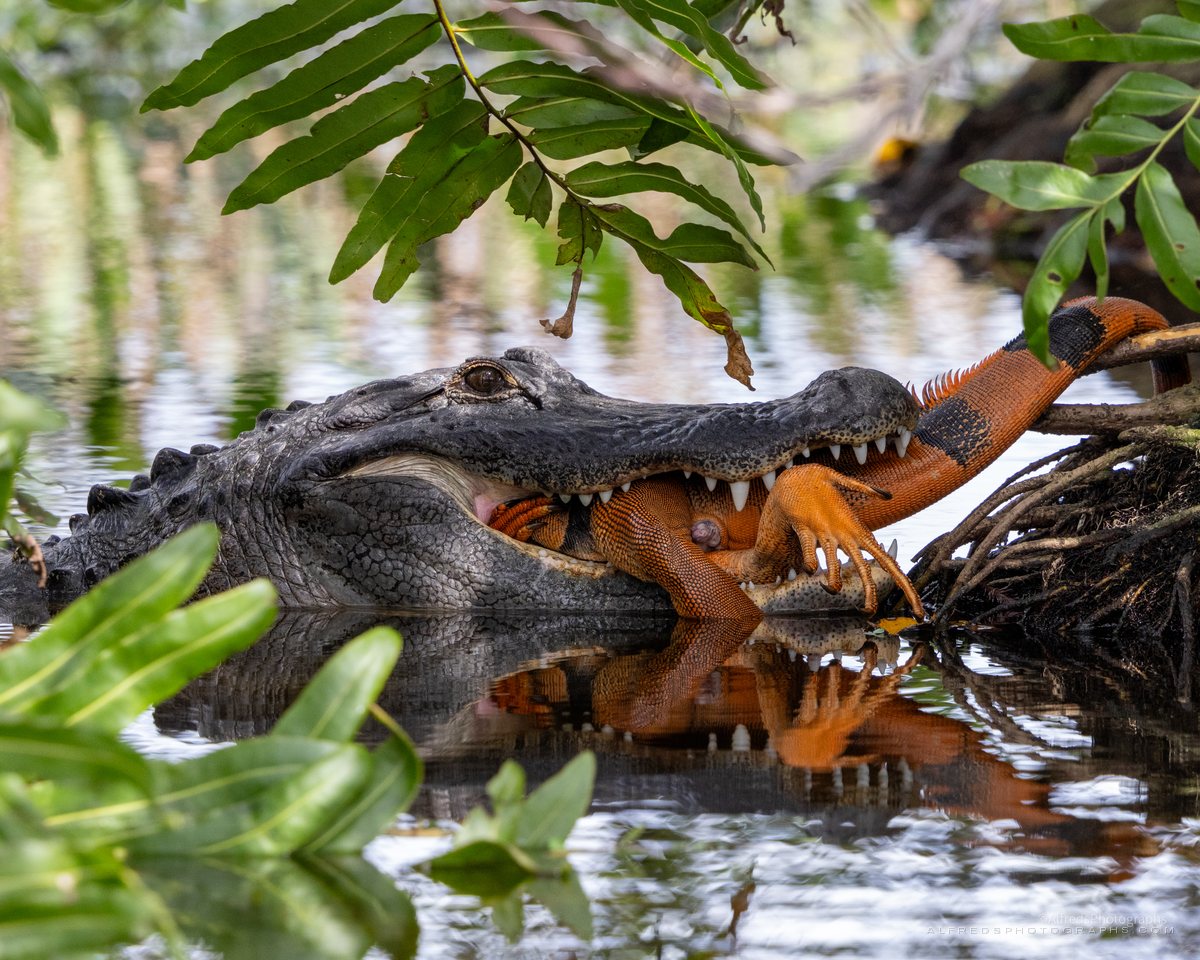 American Alligator, Florida, January 2025