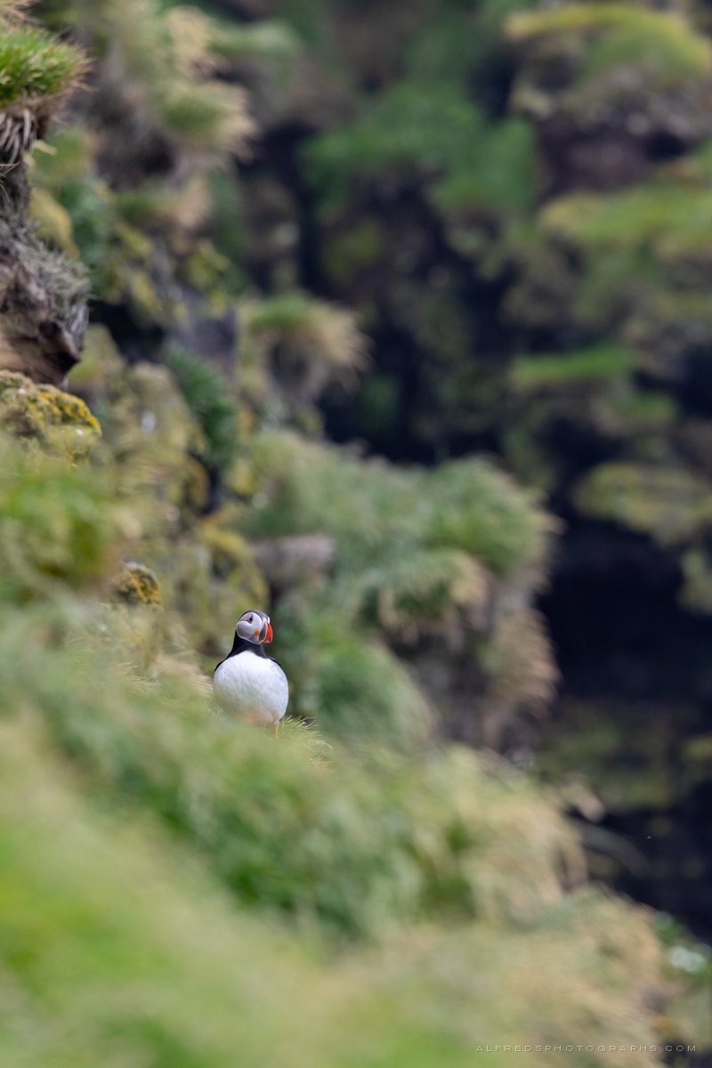 Atlantic Puffin, Iceland, July 2026