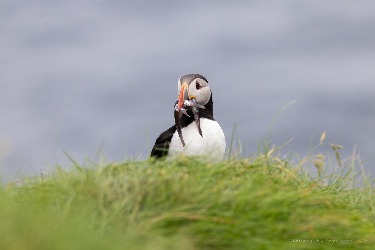 Atlantic Puffin, Iceland, July 2026