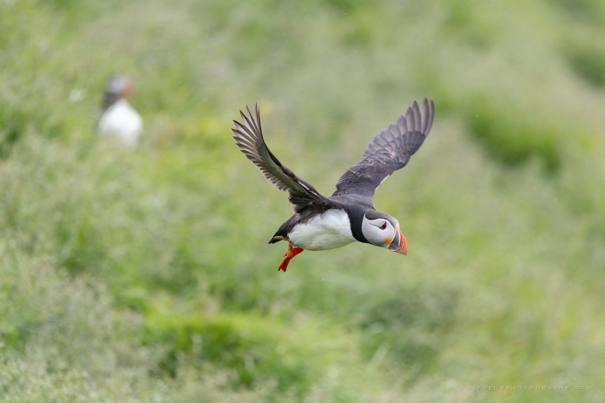 Atlantic Puffin, Iceland, July 2026