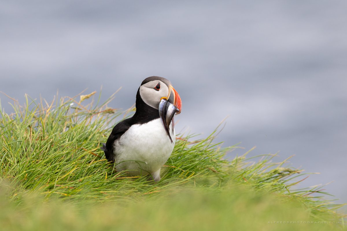 Atlantic Puffin, Iceland, July 2026