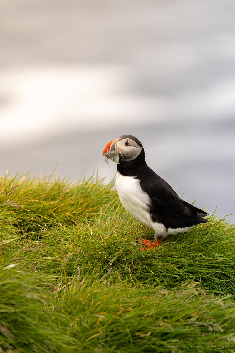Atlantic Puffin, Iceland, July 2026
