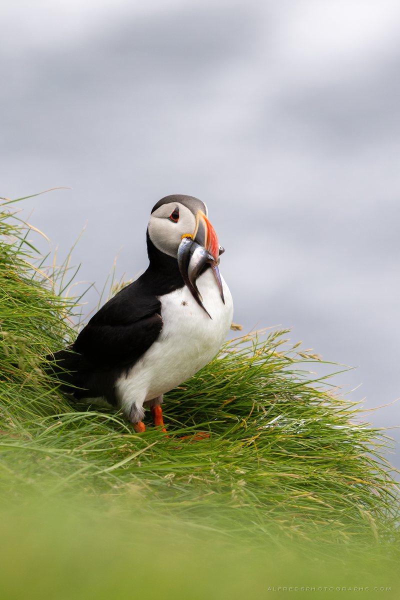 Atlantic Puffin, Iceland, July 2026