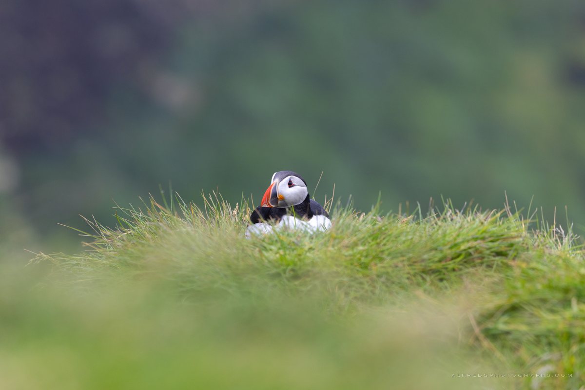 Atlantic Puffin, Iceland, July 2026