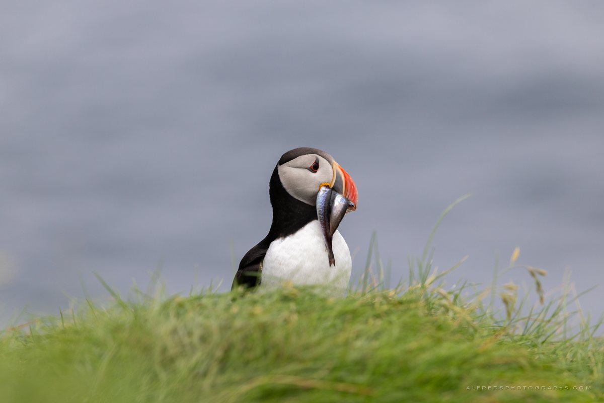 Atlantic Puffin, Iceland, July 2026