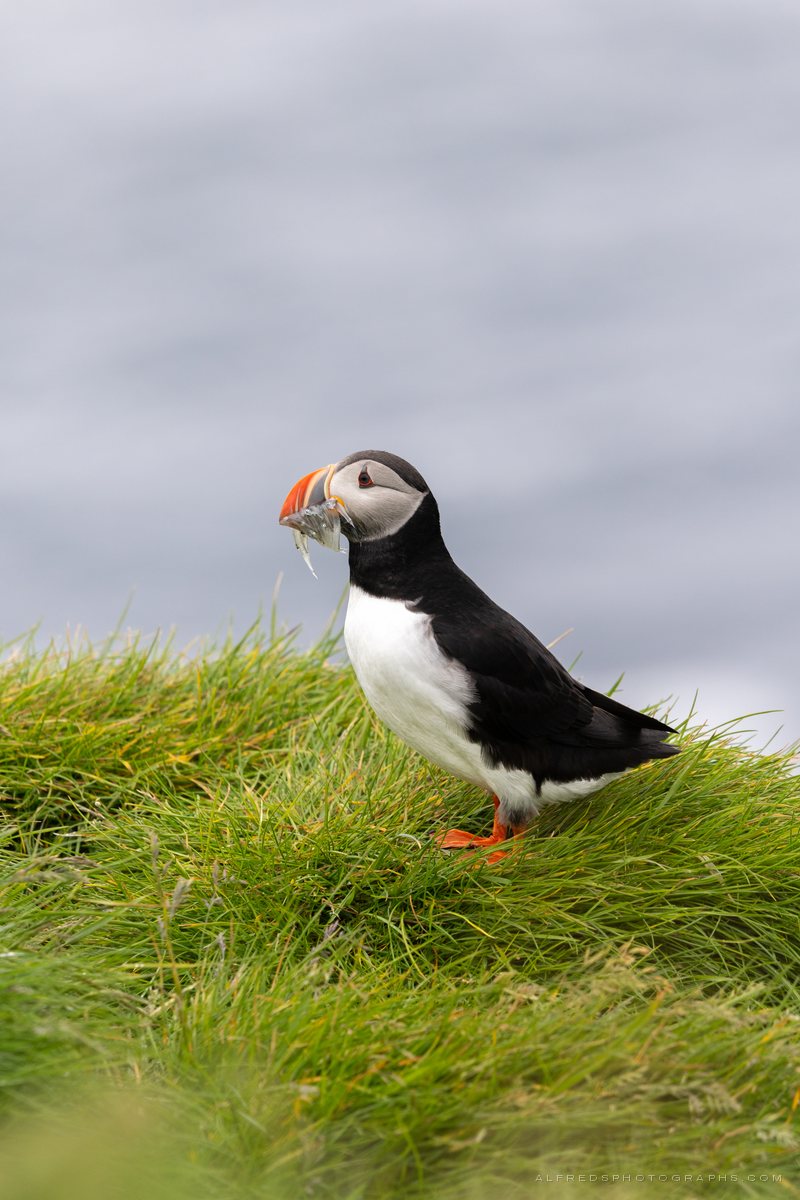 Atlantic Puffin, Iceland, July 2026