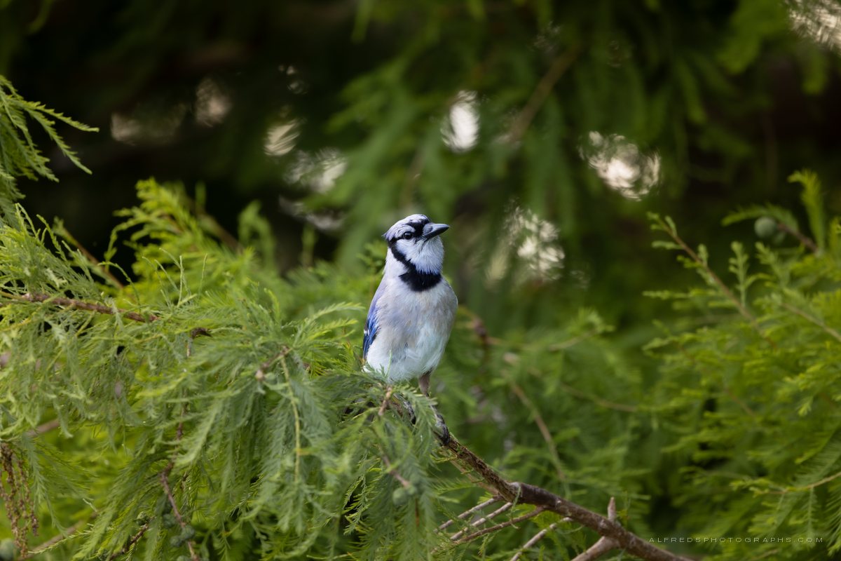 Blue Jay, Florida, April 2026