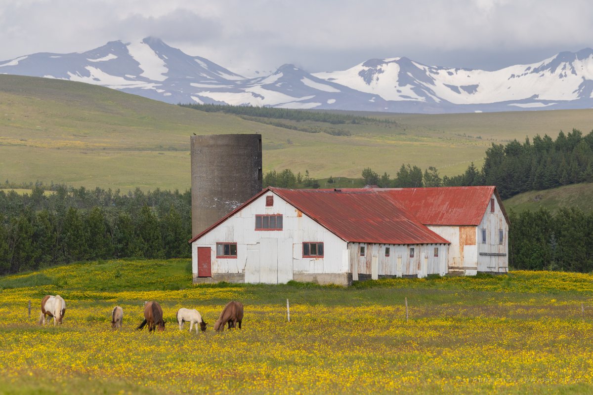 Horse, Iceland, July 2026