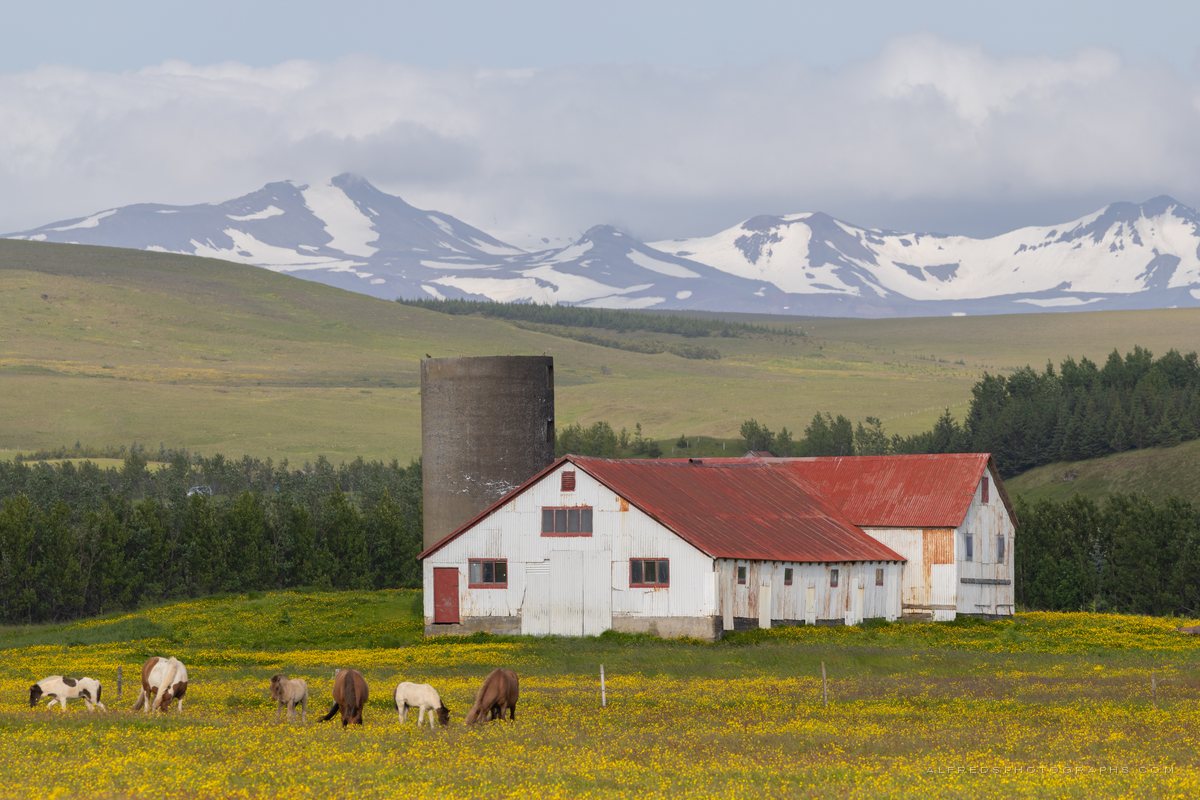 Horse, Iceland, July 2026