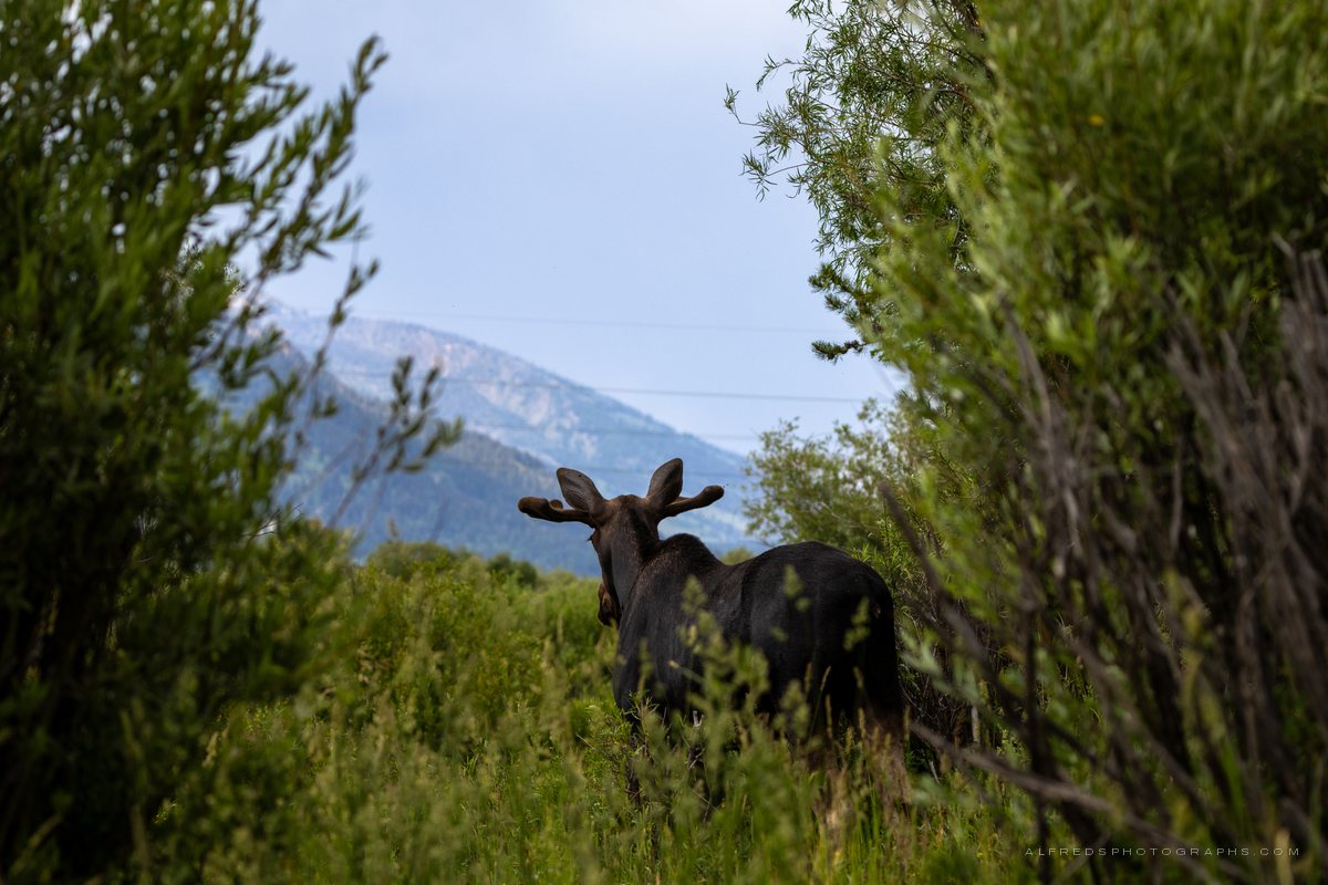 Moose, Wyoming, July 2025