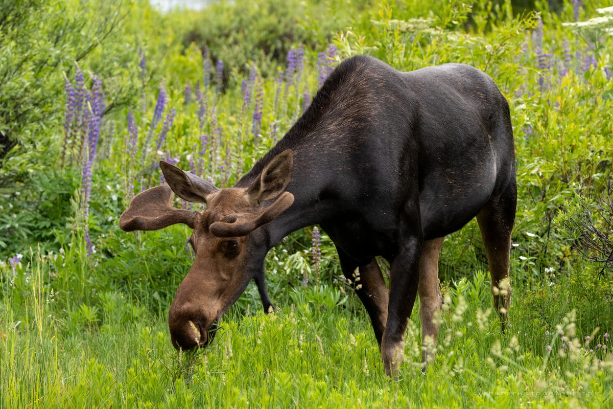 Moose, Wyoming, July 2025