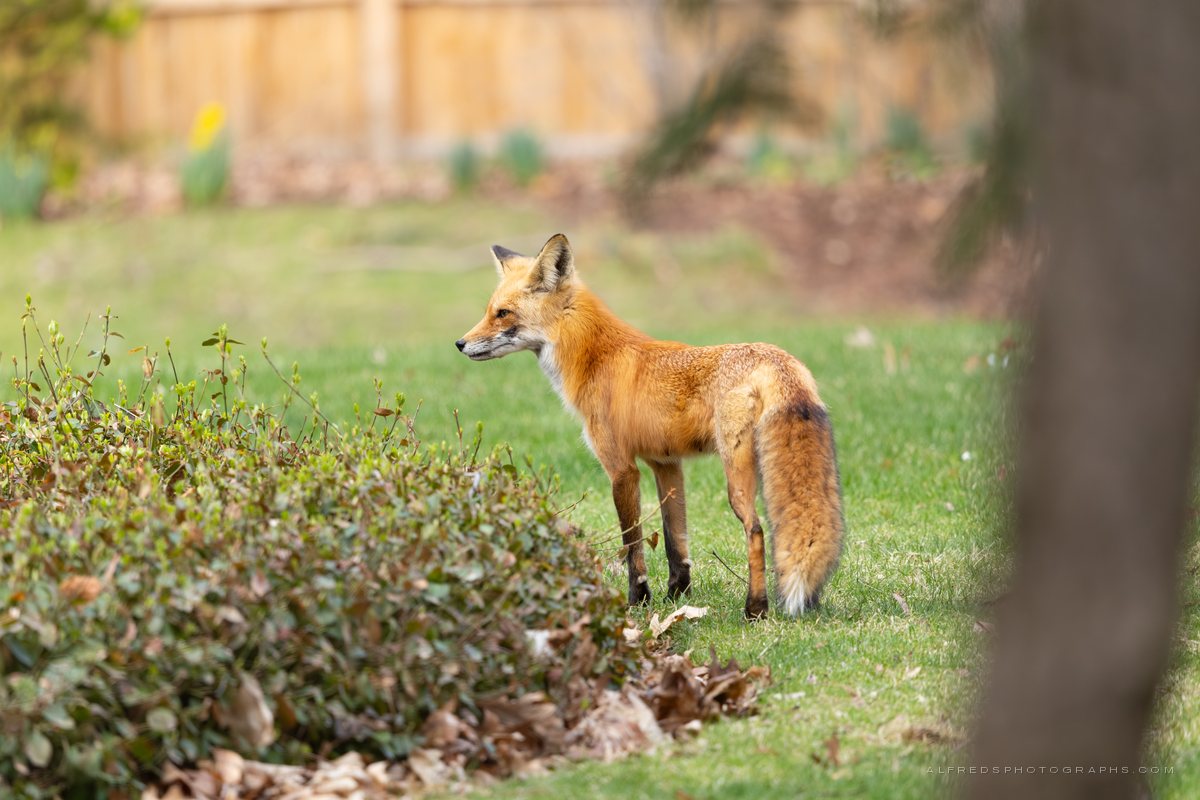 Red Fox, Illinois, April 2026