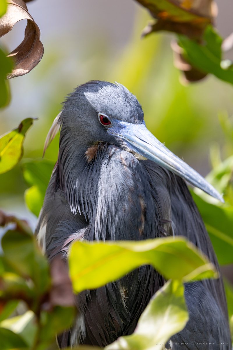 Tricolored Heron, Florida, March 2026