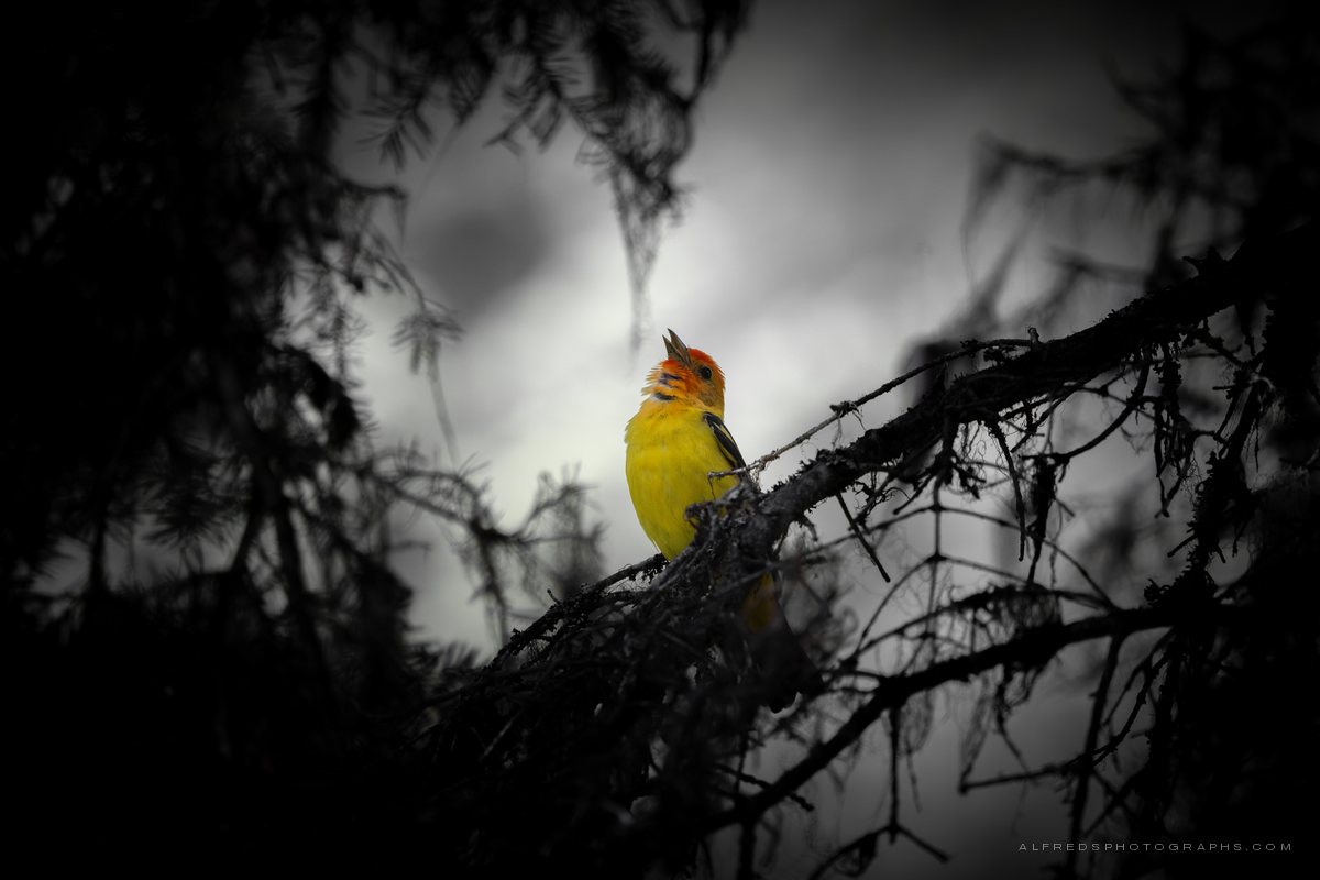 Western Tanager, Montana, July 2026