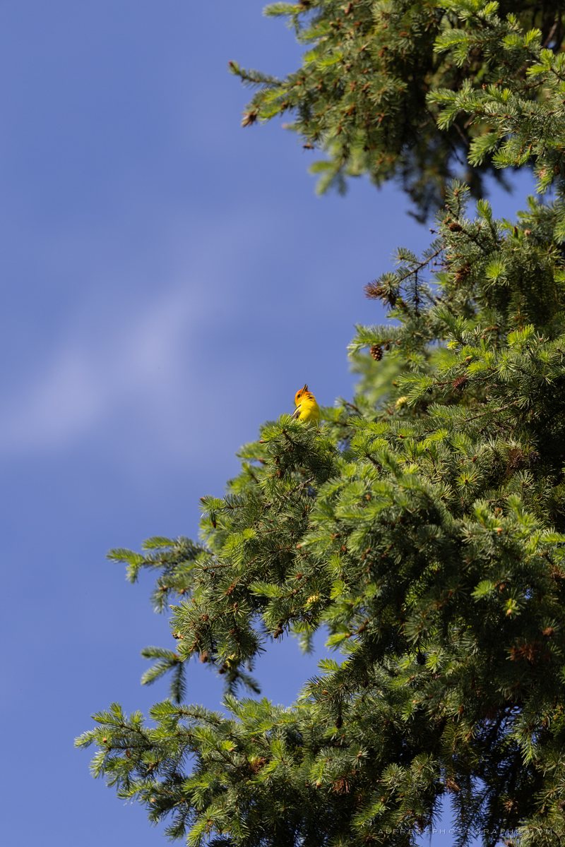Western Tanager, Montana, July 2026